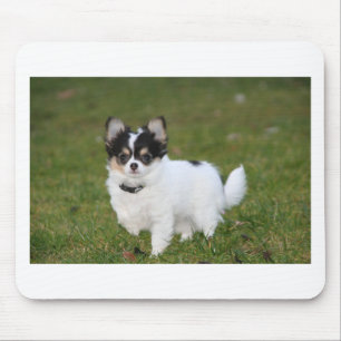 Chihuahua-hond op een groen gras muismat