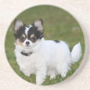 Chihuahua-hond staat op een groen gazon zandsteen onderzetter