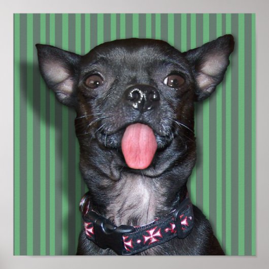 Chihuahua Hond Tong Poster (Voorkant)