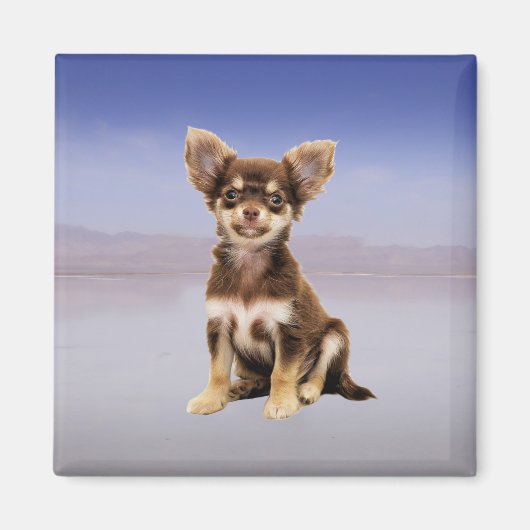 Chihuahua hond zittend op het strand magneet (Voorkant)