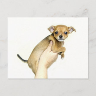 Chihuahua-hondje ansichtkaart briefkaart