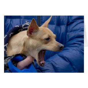 Chihuahua hurle