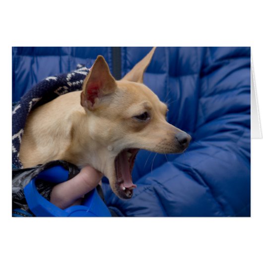 Chihuahua hurle (Devant horizontal)