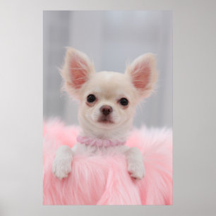 Chihuahua in roze poster