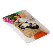 Chihuahua is in de herfst magneet (Rechterzijde)