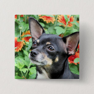 Chihuahua - Isabella - Foto 41 Vierkante Button 5,1 Cm