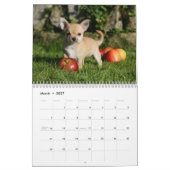 Chihuahua Kalender (Mar 2027)
