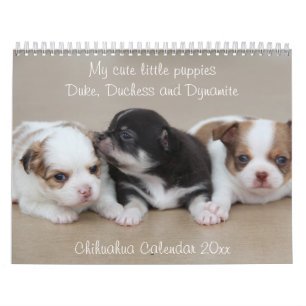 Chihuahua Kalender 2026 Met Foto's