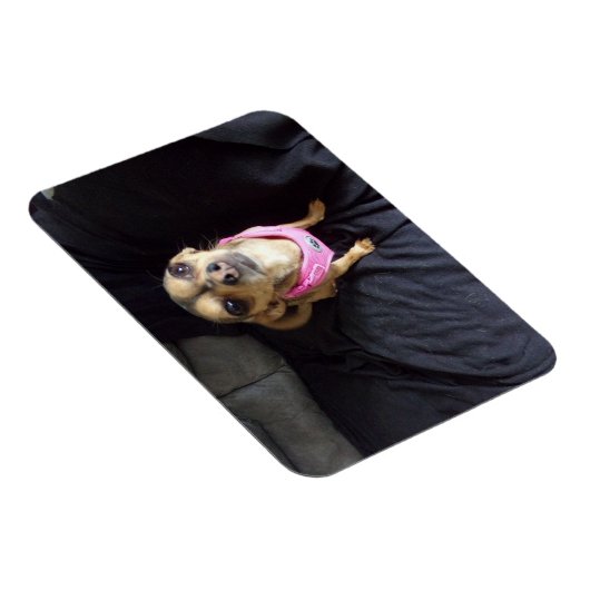 Chihuahua Kijkend naar U No 2 Flexibele Magneet (Rechterzijde)