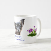 chihuahua koffiemok (Voorkant rechts)