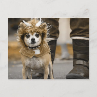 Chihuahua Lion met Horns Briefkaart