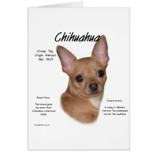 Chihuahua (lisse)