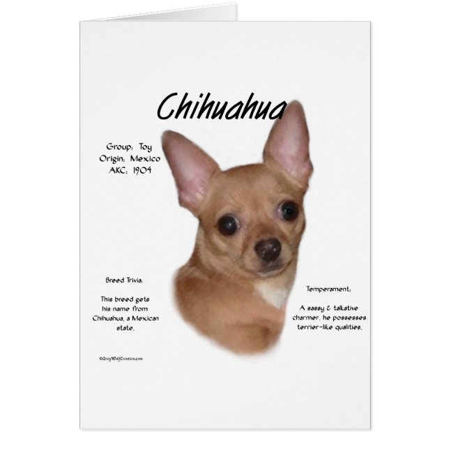 Chihuahua (lisse) (Devant)