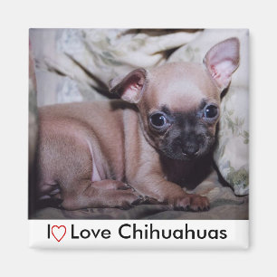 Chihuahua Lover's Delight Magneet
