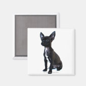 Chihuahua Magneet (Voorkant / Achterkant)