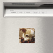 Chihuahua Magnet (In Situ (Lave-vaisselle))