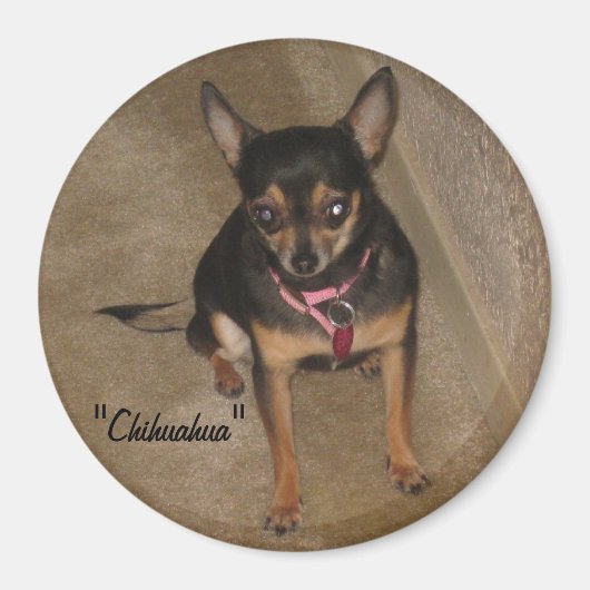 Chihuahua Magnet (Devant)
