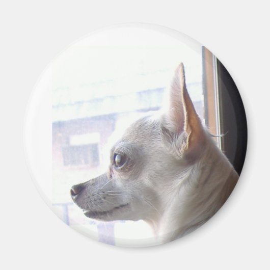 Chihuahua Magnet (Devant)