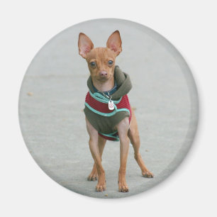 Chihuahua magnet magneet