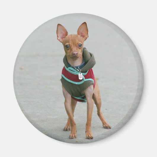 Chihuahua magnet magneet (Voorkant)