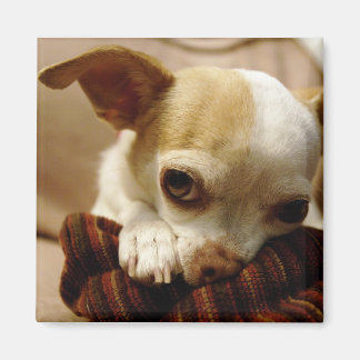 Chihuahua Magnet Magneet