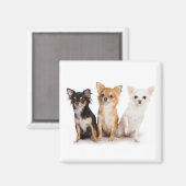 Chihuahua Magnet Magneet (Voorkant / Achterkant)
