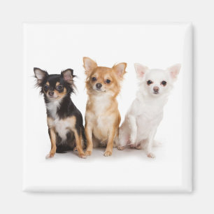 Chihuahua Magnet Magneet