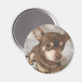 Chihuahua Magnet Magneet (Voorkant / Achterkant)