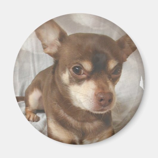Chihuahua Magnet Magneet (Voorkant)