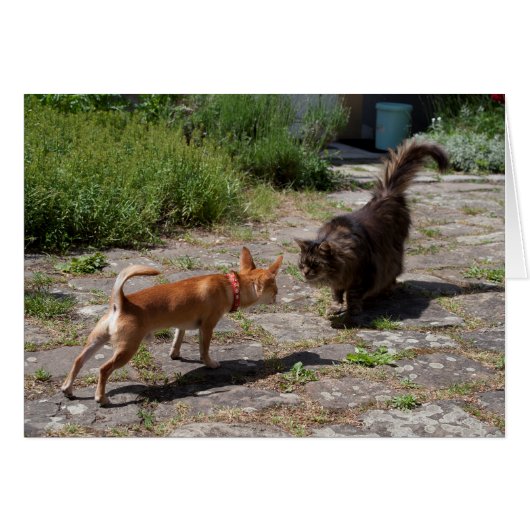 Chihuahua Meets Cat (Voorkant Horizontaal)