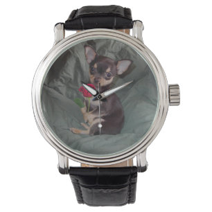 Chihuahua MerryRose tenant une montre Rose