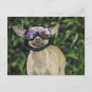 Chihuahua met bril briefkaart