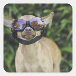 Chihuahua met bril vierkante sticker