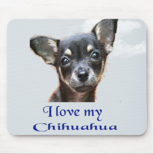 Chihuahua Muismat