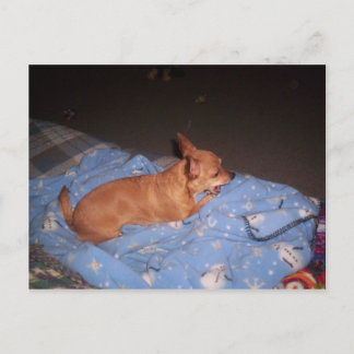 Chihuahua neemt een rustpauze briefkaart