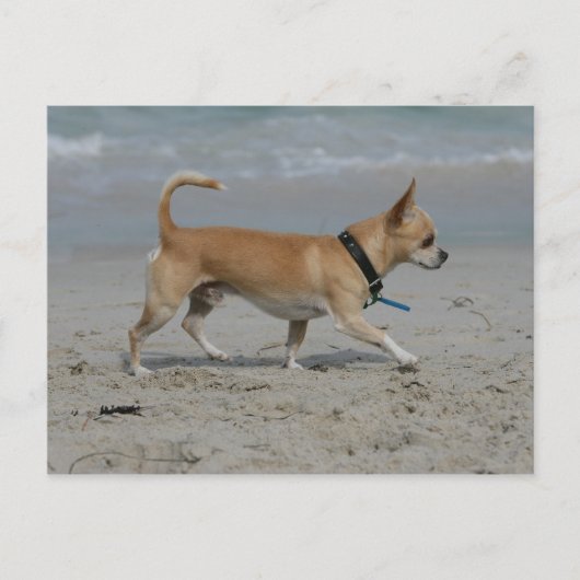 Chihuahua op Beach Briefkaart (Voorkant)