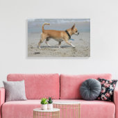Chihuahua op Beach Canvas Afdruk (Insitu (Woonkamer))