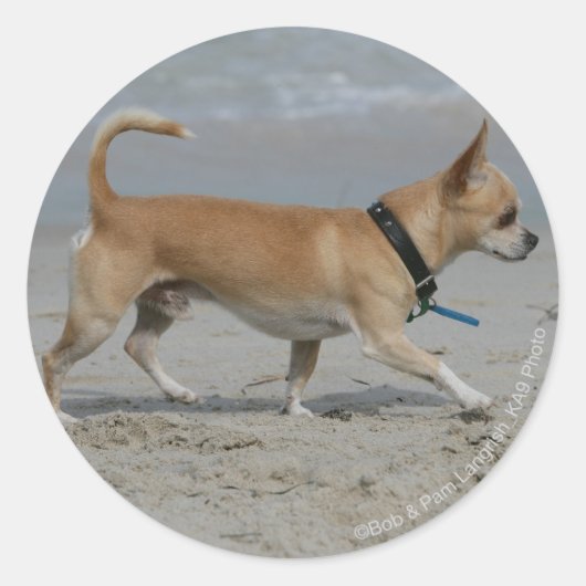 Chihuahua op Beach Ronde Sticker (Voorkant)