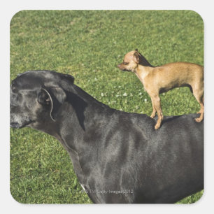 Chihuahua op Great Dane's rug 2 Vierkante Sticker