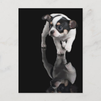 Chihuahua op zwart briefkaart