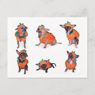 Chihuahua Pumpkins Briefkaart
