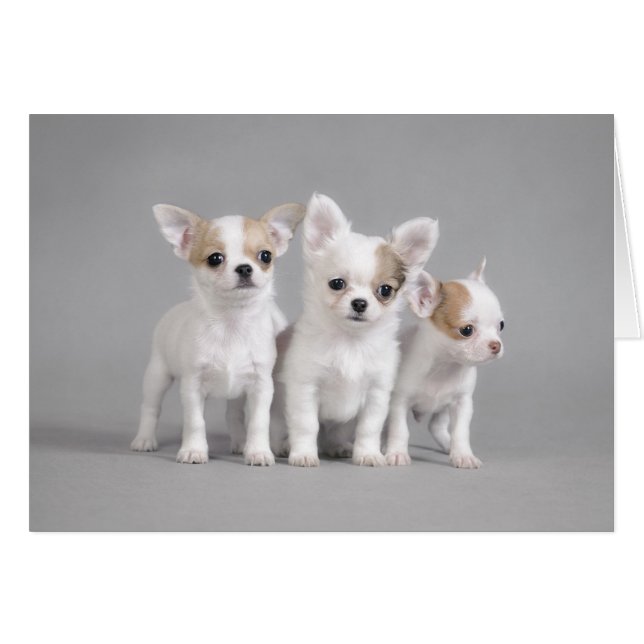 Chihuahua puppies (Voorkant Horizontaal)