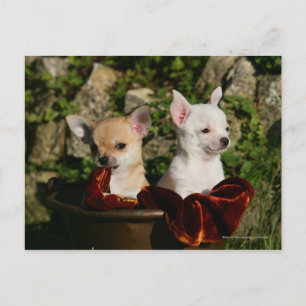 Chihuahua Puppies Briefkaart