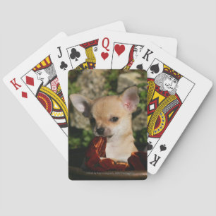 Chihuahua Puppies Speelkaarten