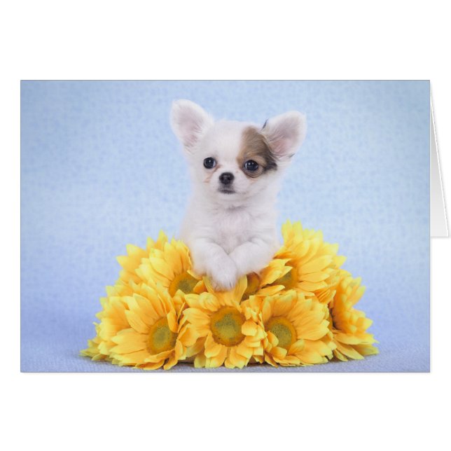 Chihuahua puppy (Voorkant Horizontaal)