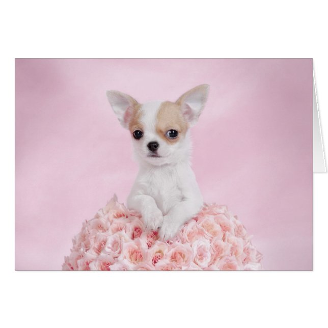 Chihuahua puppy (Voorkant Horizontaal)