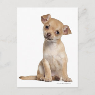 Chihuahua puppy (2 maanden oud) briefkaart