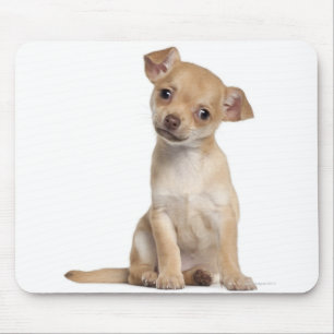 Chihuahua puppy (2 maanden oud) muismat