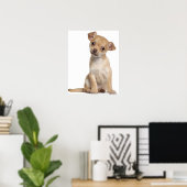 Chihuahua puppy (2 maanden oud) poster (Thuiskantoor)