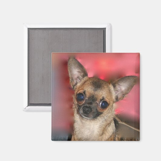 Chihuahua puppy aimant blanc (Recto/Verso)